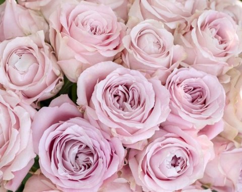 Ecuador - R Sweet 4 Love 60cm