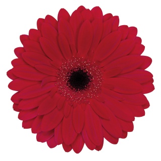 GE GR BEAUTY 50cm - D