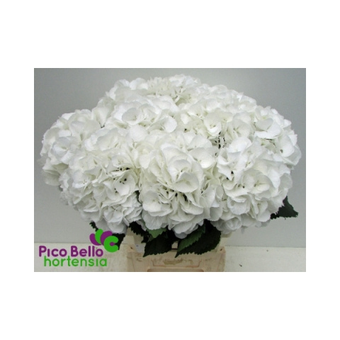 HYDR M SCHNEEBALL 60cm - D
