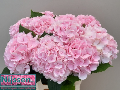 HYDR M CH VERENA 75cm/H21 - D