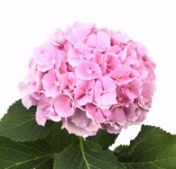 HYDR M CH VERENA 75cm/H21 - D