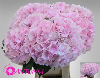 HYDR M CH VERENA 75cm/H21 - D