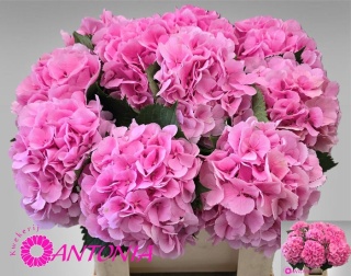 HYDR M ELBTAL ROSE Extra 60cm/H18 - PROMO