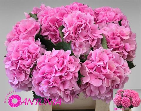 HYDR M ELBTAL ROSE Extra 60cm/H18 - PROMO