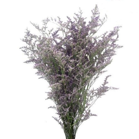 LIM MISTY BLUE 70cm - D