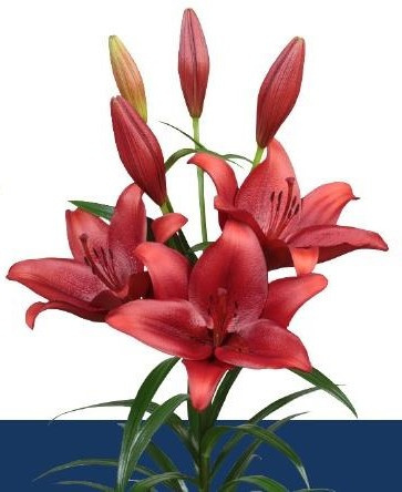 Li La Calabria 90cm - D