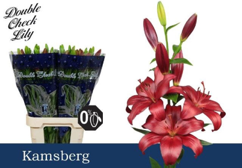 LI LA KAMSBERG 95cm - D