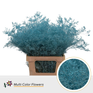 Limonium Blue Ice 70cm - D