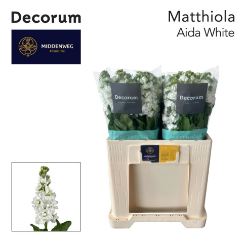Matth Aida White Decorum 55cm - D