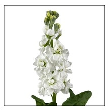 Matth Aida White Decorum 55cm - D