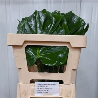 Monstera blad 55cm - D