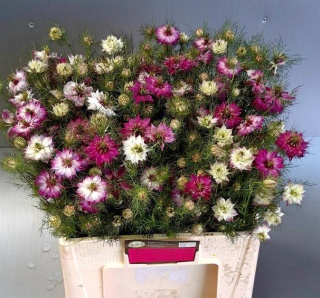 NIGE D ARTIST PINK Extra 75cm - D