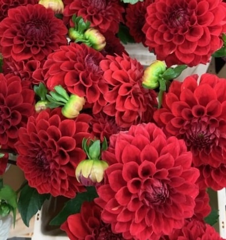 PL Dalia czerwona 40/45cm - Polska