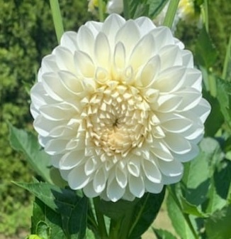 PL Dalia biała pełna okrągła duża 50cm - Polska