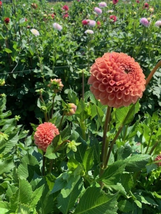 PL Dalia ciemnopomarańczowa 40cm - Polska