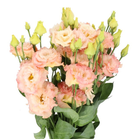 PL Eustoma champagne 75 cm - Polska