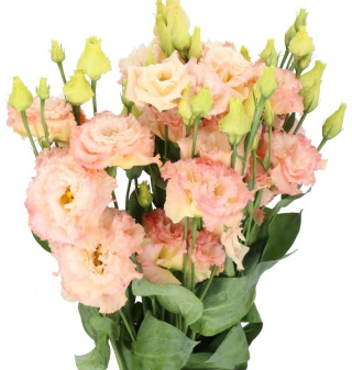 PL Eustoma champagne 75 cm - Polska