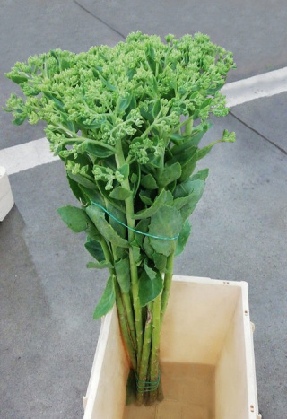 PL Sedum 35-50 cm - Polska