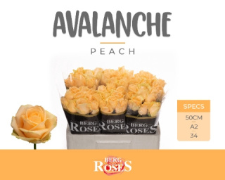 R GR AVALANCHE PEACH+ A2 50cm - D