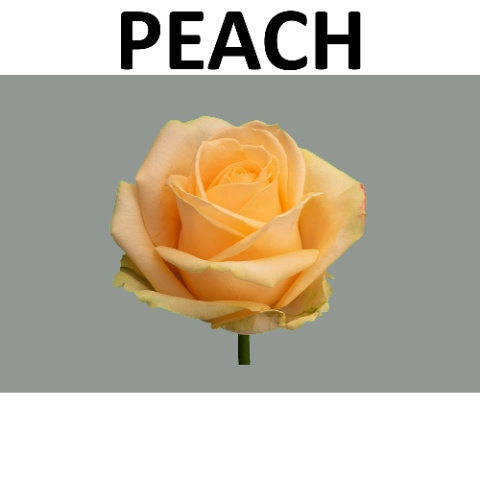 R GR AVALANCHE PEACH+@ A2 60cm - D