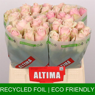 R GR PINK ATHENA 40cm - D