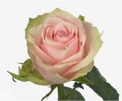 R GR PINK ATHENA 40cm - D