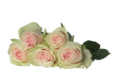R GR PINK ATHENA 40cm - D