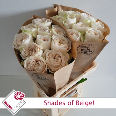 R Gr Shade Of Beige! 50cm - D