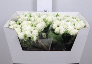 R TR SNOWFLAKE 50cm - D