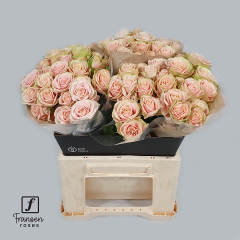 R TR WHITNEY VOF Extra 40cm - D