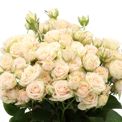 R TR WHITNEY VOF Extra 40cm - D