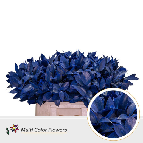 Ruscus Frost Blauw Donker 60cm - D
