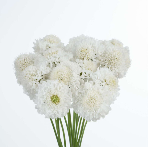 SCAB AT F SCOOP WHITE 60cm - D