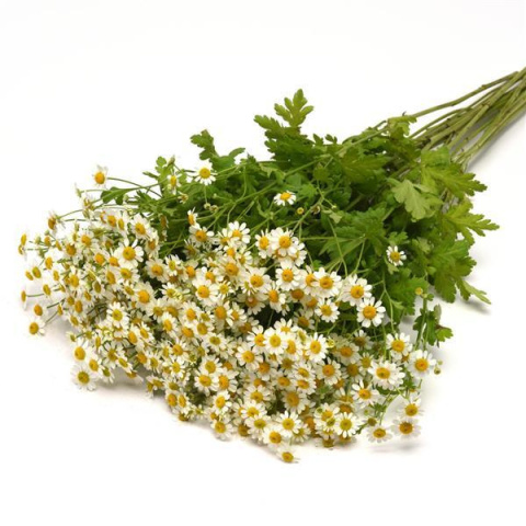 TANA PA SINGLE VEGMO 65cm - D