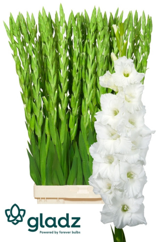 Glad Gr Essential 115cm - D