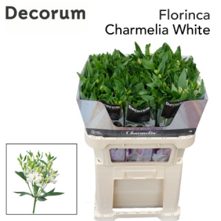 ALST FL CHARMELIA WHITE Extra 70cm - D