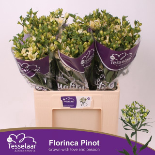 ALST FL PINOT 60cm - D