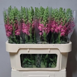 ANTIR TOULON ROSE 80cm - D