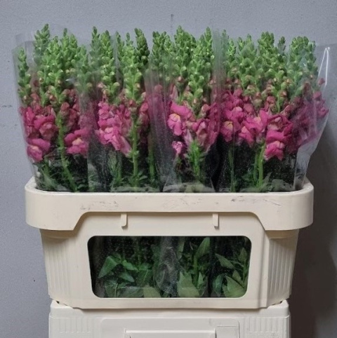 ANTIR TOULON ROSE 80cm - D