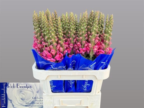 ANTIR POTO ROSE 75cm - D