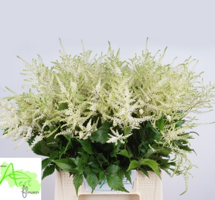 ASTILBE JA WASHINGTON 60cm - D