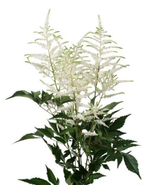 ASTILBE JA WASHINGTON 60cm - D