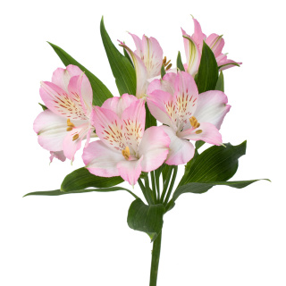Alstroemeria jasny róż Dubai Perfection 85cm - Kolumbia