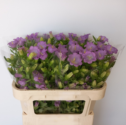 CAMP M CHAMPION LILAC 65cm - D