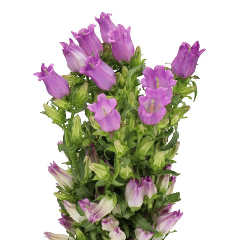 CAMP M CHAMPION LILAC 65cm - D