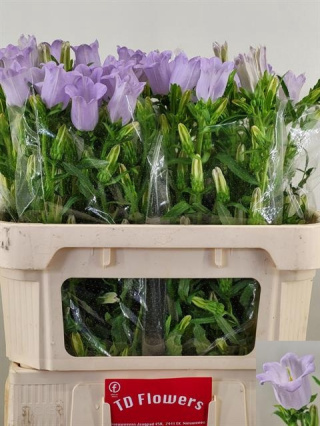 CAMP M CHAMPION LILAC 65cm - D