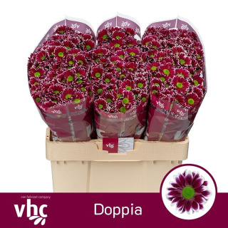 CHR S DOPPIA 55cm - D