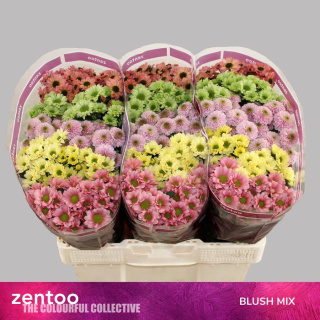 CHR S MIX BLUSH 55cm/1100G - D