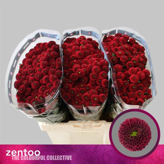CHR S PURPETTA RED 55cm/1200g - D