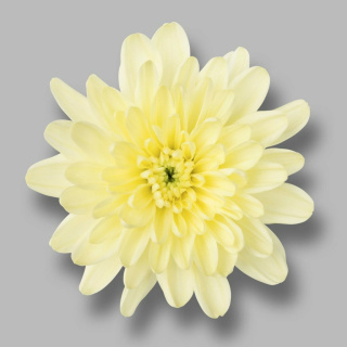 CHR T BALTICA CREAM 70cm/105g - D